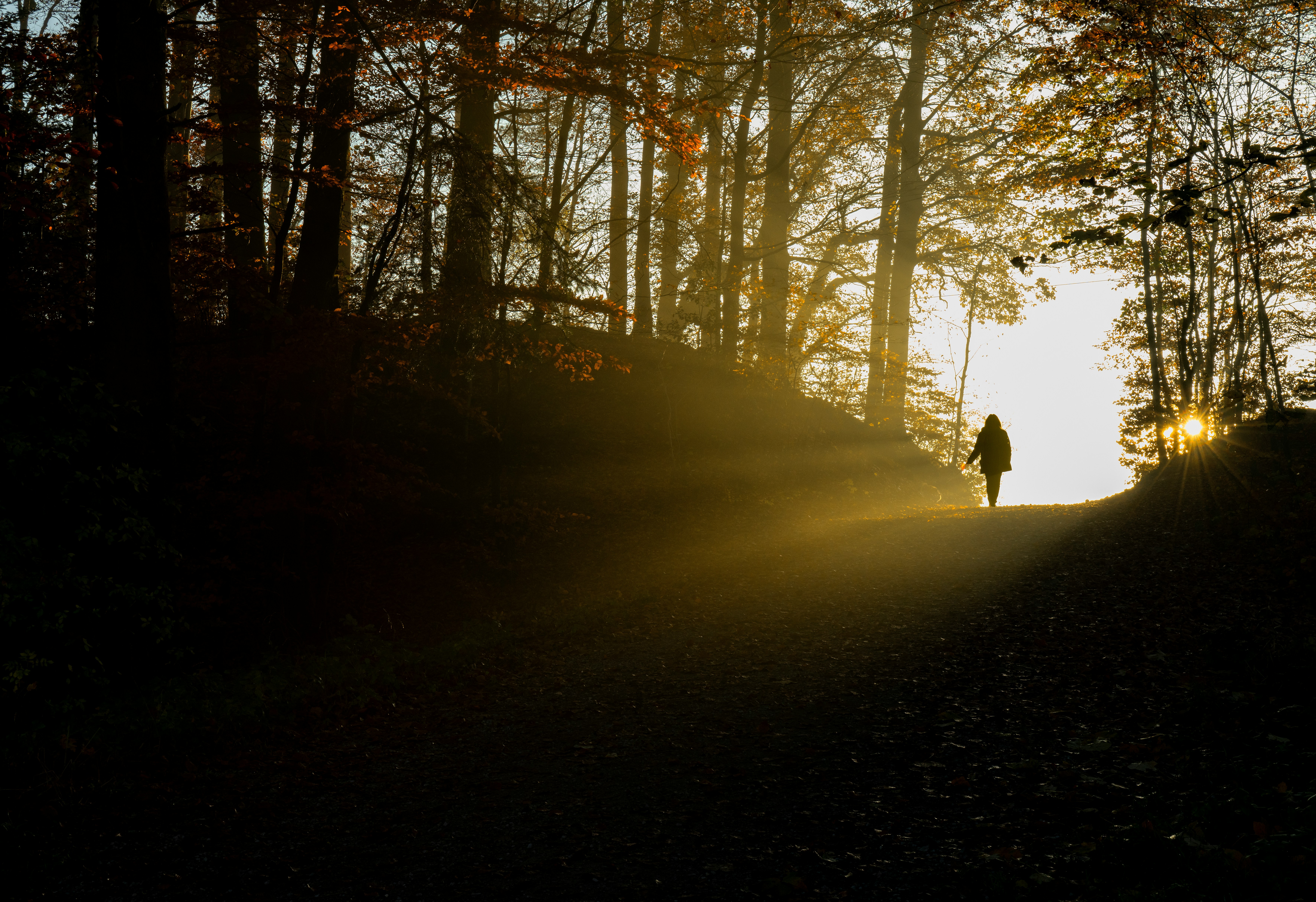 Chemin_Ricardo-Gomez-Angel_Unsplash.jpg
