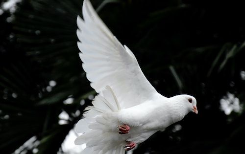Instituts de vie consacrée, un dicastère en chemin synodal vers l'espérance et la paix