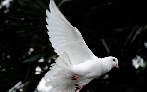 Colombe_Awmleer_Unsplash.jpg