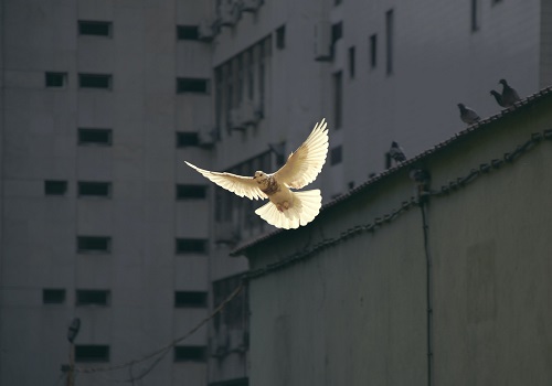 Oiseau_Sunguk-Kim_Unsplash.jpg